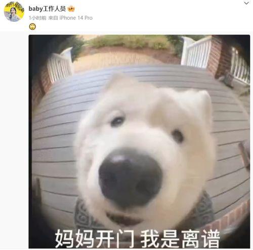 杨颖快本表情包,笑点满满，表情包界的“女神”