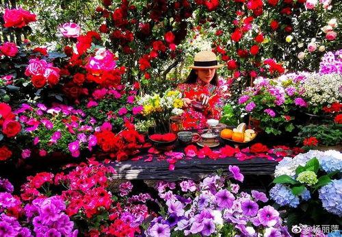 杨丽萍花园照片,自然与艺术的完美融合